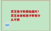 灵芝孢子粉原始图片？灵芝本体和孢子粉有什么不同