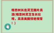 相思树长出灵芝图片高清(相思树灵芝生长壮观，高清美图惊艳视觉！)