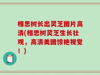 相思树长出灵芝图片高清(相思树灵芝生长壮观，高清美图惊艳视觉！)