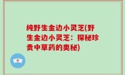 纯野生金边小灵芝(野生金边小灵芝：探秘珍贵中草药的奥秘)