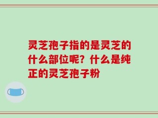 灵芝孢子指的是灵芝的什么部位呢？什么是纯正的灵芝孢子粉