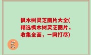 枫木树灵芝图片大全(精选枫木树灵芝图片，收集全面，一网打尽)