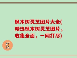 枫木树灵芝图片大全(精选枫木树灵芝图片，收集全面，一网打尽)