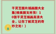 干灵芝图片插画图大全集(精美图文并茂！10张干灵芝插画高清大全，让你了解灵芝的奇妙之处！)
