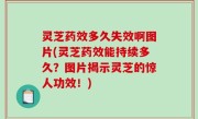 灵芝药效多久失效啊图片(灵芝药效能持续多久？图片揭示灵芝的惊人功效！)