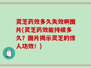 灵芝药效多久失效啊图片(灵芝药效能持续多久？图片揭示灵芝的惊人功效！)