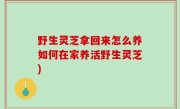 野生灵芝拿回来怎么养如何在家养活野生灵芝)