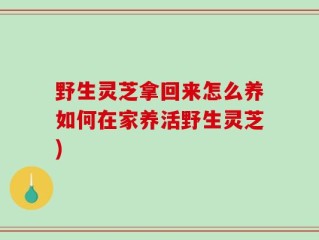 野生灵芝拿回来怎么养如何在家养活野生灵芝)