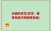 头圆的灵芝(灵芝：提高免疫力的超级食品)