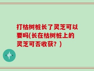 打枯树桩长了灵芝可以要吗(长在枯树桩上的灵芝可否收获？)