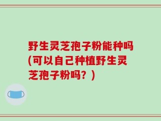 野生灵芝孢子粉能种吗(可以自己种植野生灵芝孢子粉吗？)