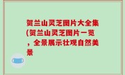 贺兰山灵芝图片大全集(贺兰山灵芝图片一览，全景展示壮观自然美景