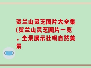 贺兰山灵芝图片大全集(贺兰山灵芝图片一览，全景展示壮观自然美景