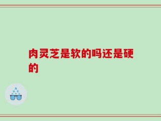 肉灵芝是软的吗还是硬的