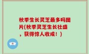 秋季生长灵芝最多吗图片(秋季灵芝生长壮盛，获得惊人收成！)