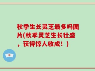 秋季生长灵芝最多吗图片(秋季灵芝生长壮盛，获得惊人收成！)