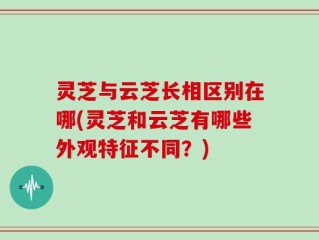 灵芝与云芝长相区别在哪(灵芝和云芝有哪些外观特征不同？)