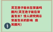 灵芝孢子能长在背面吗图片(灵芝孢子能在背面生长？惊人研究揭示背面生长的影响  搞笑图片)