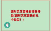 圆形灵芝菌株有哪些种类(圆形灵芝菌株有几个类型？)