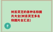 树舌灵芝的各种名称图片大全(树舌灵芝多名称图片全汇总)