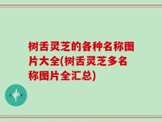 树舌灵芝的各种名称图片大全(树舌灵芝多名称图片全汇总)