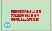 西藏察隅野生金丝桑黄灵芝(西藏察隅发现珍稀野生金丝桑黄灵芝)