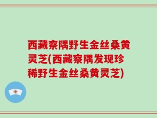 西藏察隅野生金丝桑黄灵芝(西藏察隅发现珍稀野生金丝桑黄灵芝)