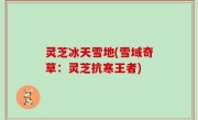 灵芝冰天雪地(雪域奇草：灵芝抗寒王者)