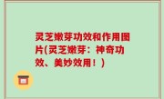 灵芝嫩芽功效和作用图片(灵芝嫩芽：神奇功效、美妙效用！)