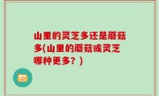 山里的灵芝多还是蘑菇多(山里的蘑菇或灵芝哪种更多？)