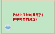 竹林中生长的灵芝(竹林中神奇的灵芝)