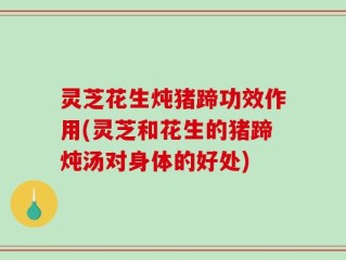 灵芝花生炖猪蹄功效作用(灵芝和花生的猪蹄炖汤对身体的好处)