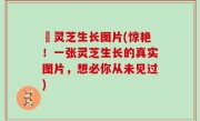 艼灵芝生长图片(惊艳！一张灵芝生长的真实图片，想必你从未见过)