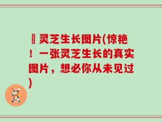 艼灵芝生长图片(惊艳！一张灵芝生长的真实图片，想必你从未见过)