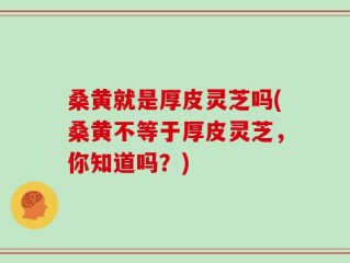 桑黄就是厚皮灵芝吗(桑黄不等于厚皮灵芝，你知道吗？)