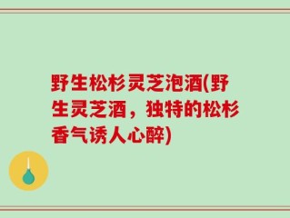 野生松杉灵芝泡酒(野生灵芝酒，独特的松杉香气诱人心醉)