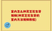 室内怎么种灵芝花生芽视频(种灵芝花生芽的室内方法视频教程)