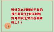 野外怎么判断树干长的是不是灵芝(如何判断野外的灵芝生长在哪些树上？)
