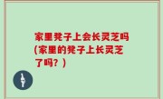 家里凳子上会长灵芝吗(家里的凳子上长灵芝了吗？)