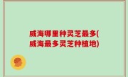 威海哪里种灵芝最多(威海最多灵芝种植地)