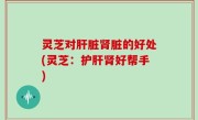 灵芝对肝脏肾脏的好处(灵芝：护肝肾好帮手)