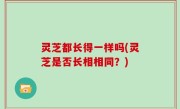 灵芝都长得一样吗(灵芝是否长相相同？)