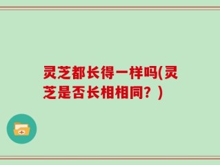 灵芝都长得一样吗(灵芝是否长相相同？)