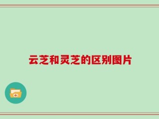 云芝和灵芝的区别图片