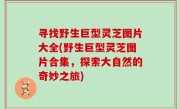 寻找野生巨型灵芝图片大全(野生巨型灵芝图片合集，探索大自然的奇妙之旅)