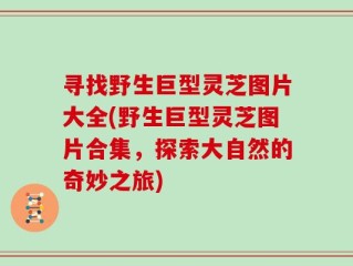 寻找野生巨型灵芝图片大全(野生巨型灵芝图片合集，探索大自然的奇妙之旅)