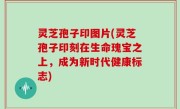 灵芝孢子印图片(灵芝孢子印刻在生命瑰宝之上，成为新时代健康标志)