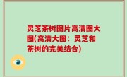 灵芝茶树图片高清图大图(高清大图：灵芝和茶树的完美结合)
