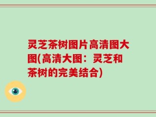 灵芝茶树图片高清图大图(高清大图：灵芝和茶树的完美结合)
