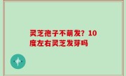 灵芝孢子不萌发？10度左右灵芝发芽吗